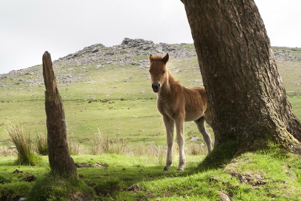 Heathergate Cottage Dartmoor Bnb 리드퍼드 외부 사진